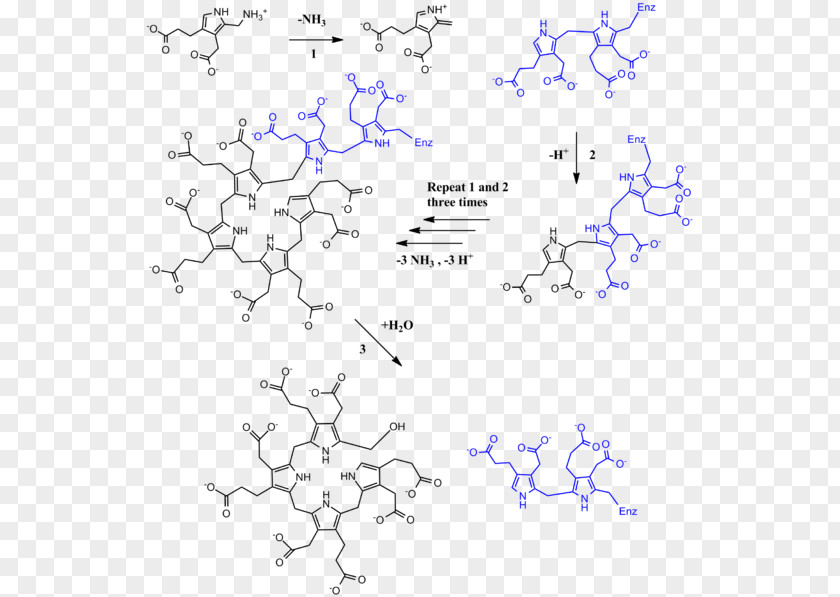 Porphobilinogen Deaminase Hydroxymethylbilane Uroporphyrinogen III Synthase PNG