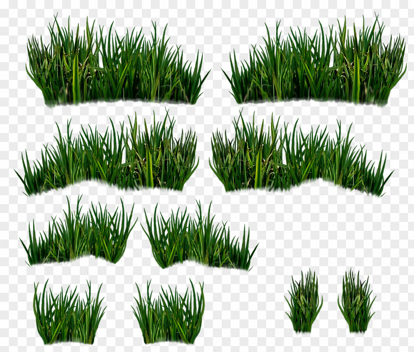 Vetiver Wheatgrass Vegetation Commodity Lawn PNG