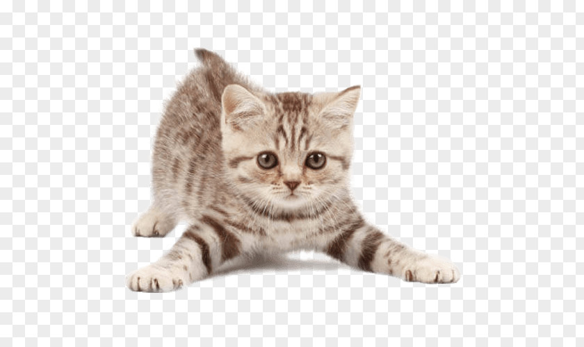 Cat Pet Sitting Kitten Dog PNG