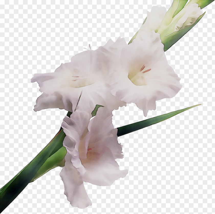 Gladiolus Cut Flowers Nizhnevartovsk Shop PNG