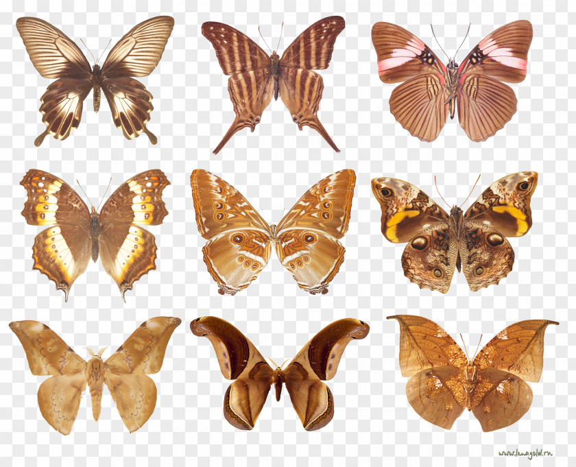 Golden Butterfly Festival Brush-footed Butterflies And Moths Animal 10.Бабочки PNG