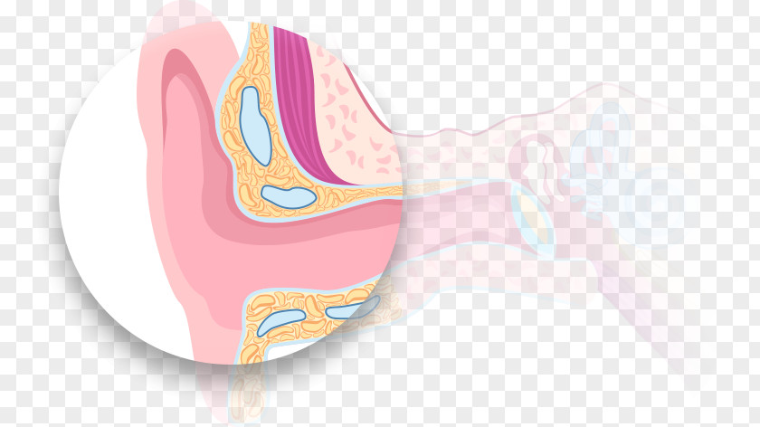 Outer Ear Pink M PNG