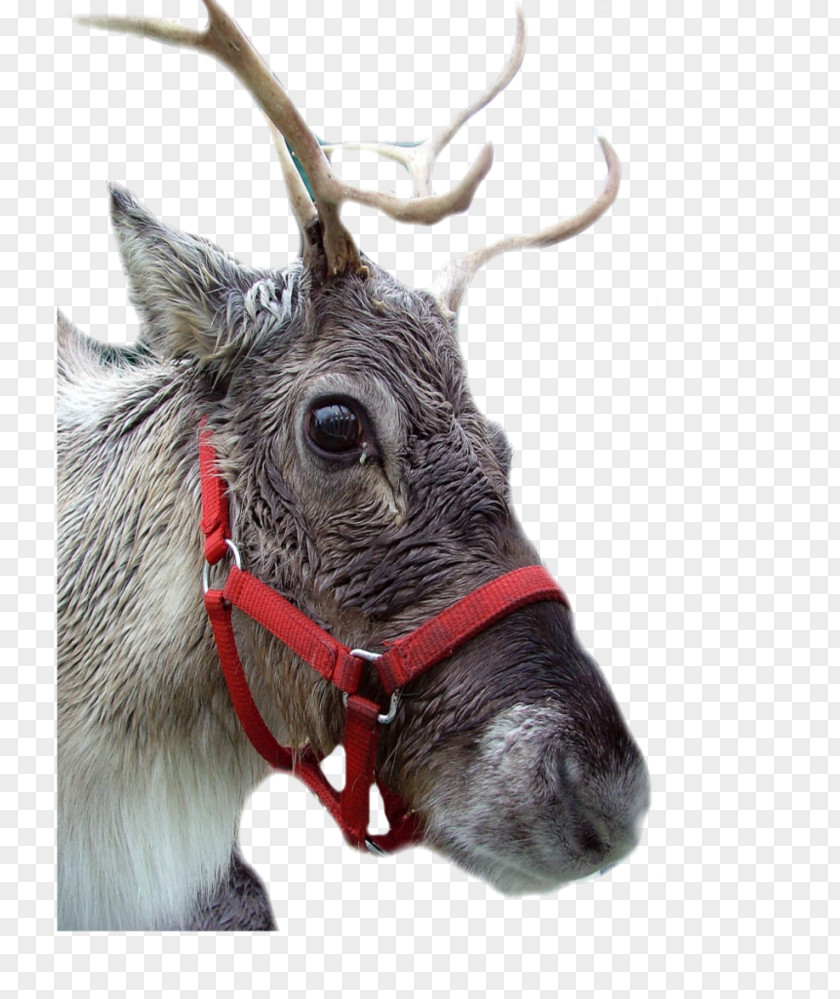 Reindeer Antler Snout Male Greeting & Note Cards PNG