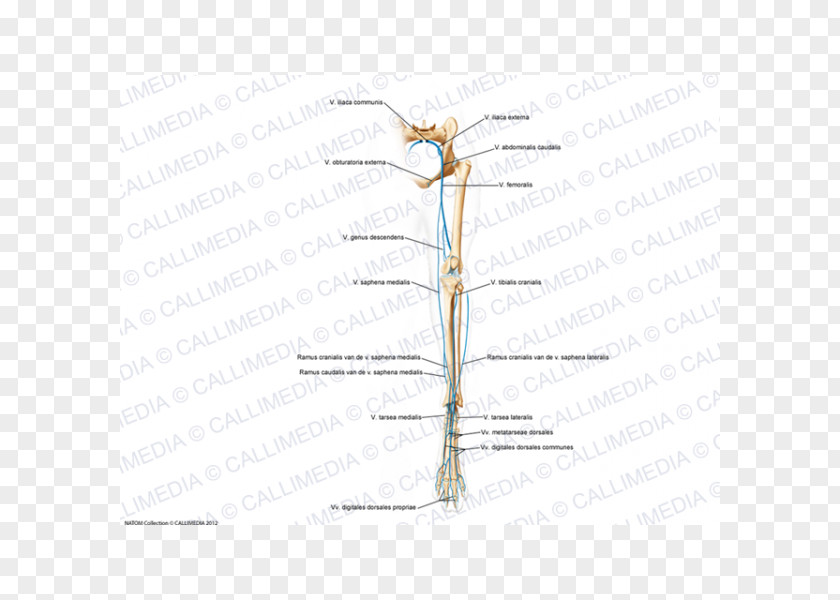 Insect Twig Line Plant Stem Angle PNG