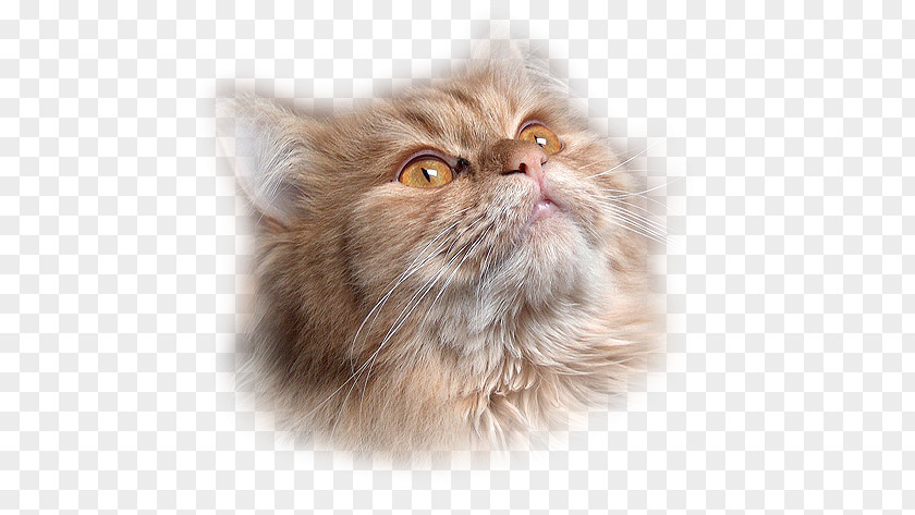 LiveChat Cat Bastet Animal PNG