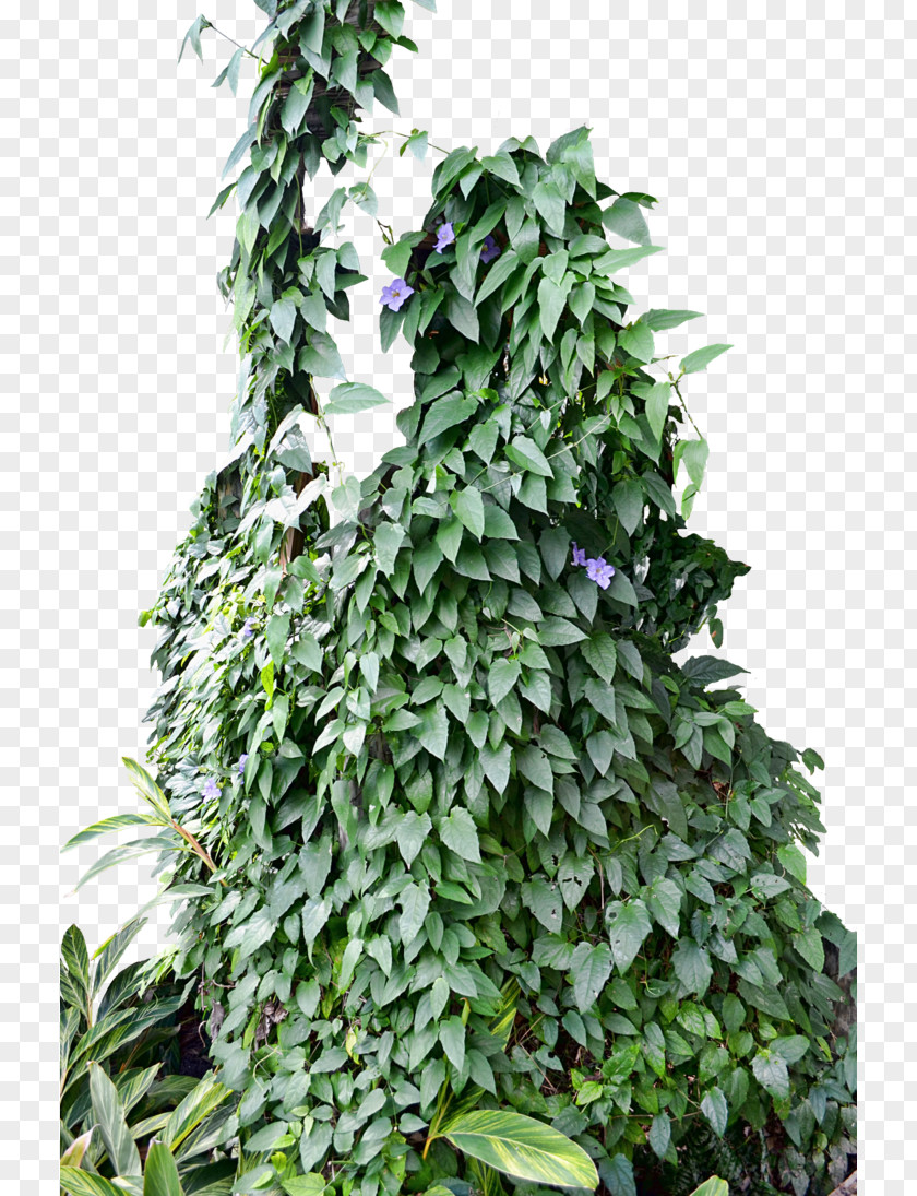 Plant Ivy Vine Photography PNG