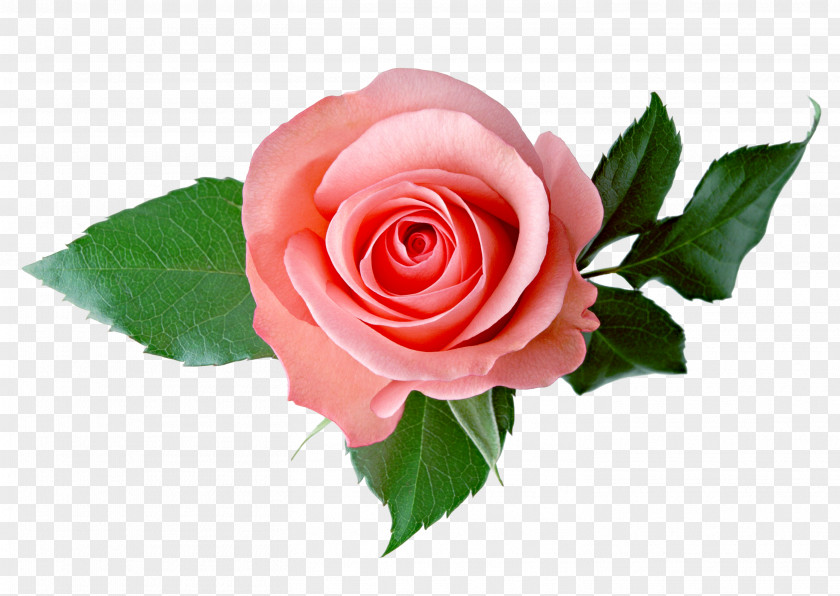 Rose Clip Art PNG