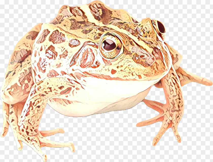 True Frog Amphibians Image PNG