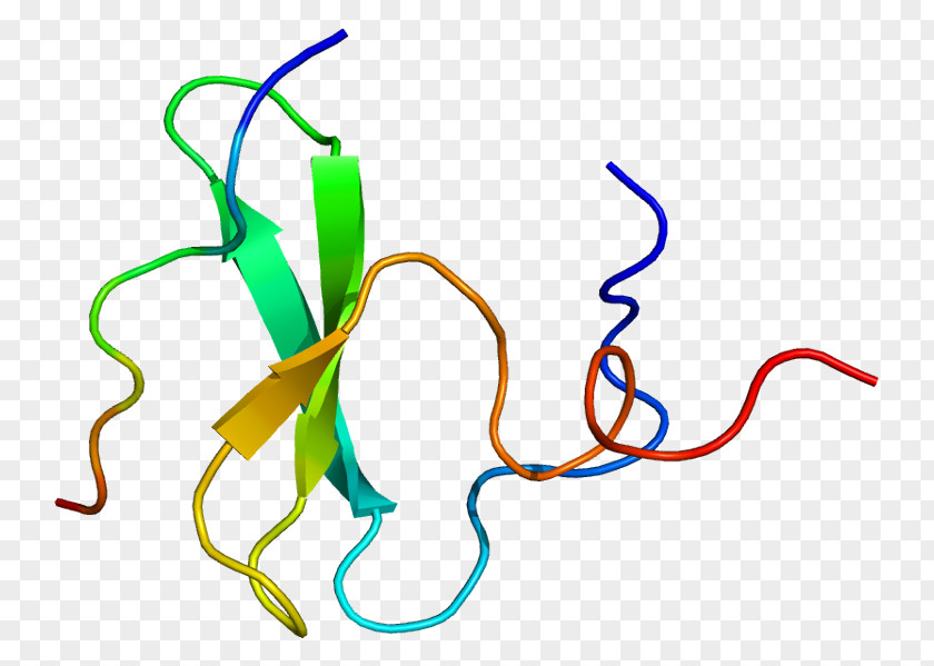 YAP1 Protein Oncogene Cancer PNG