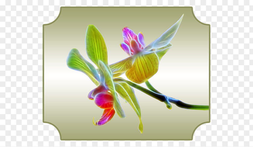 Billing Orchids Clip Art PNG