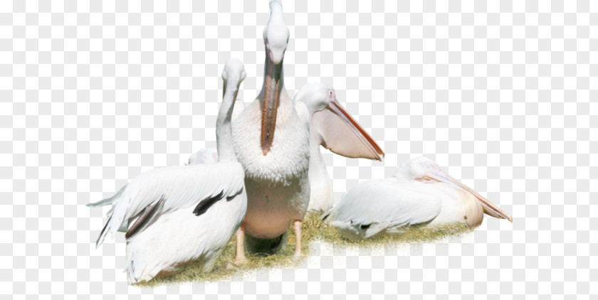 Bird Pelican Cygnini Crane White Stork PNG