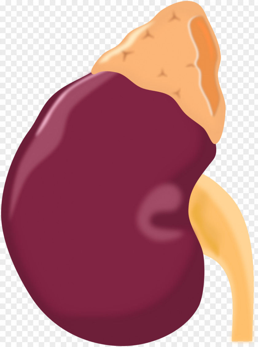 Health Kidneys Cliparts Adrenal Gland Kidney Clip Art PNG