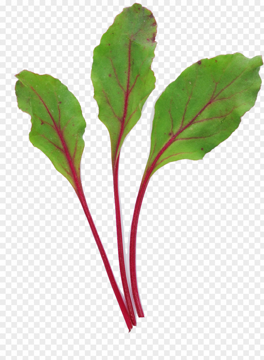 Leaf Chard Vegetable Common Beet Salad PNG