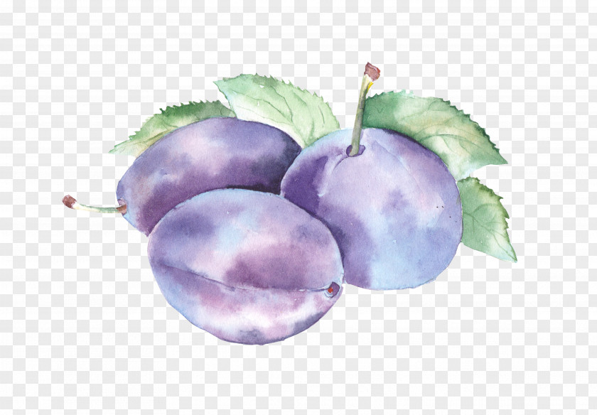 Plum Watercolor Painting Fruit Clip Art PNG
