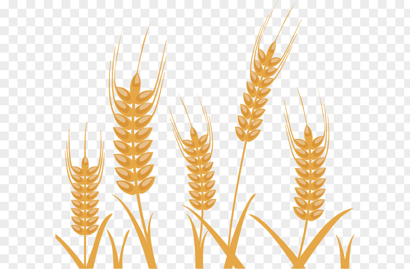 Wheat Pattern Vector Material Exquisite Design Photography Illustration PNG