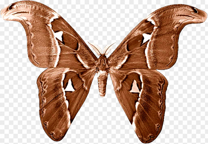 Butterfly Luna Moth PNG