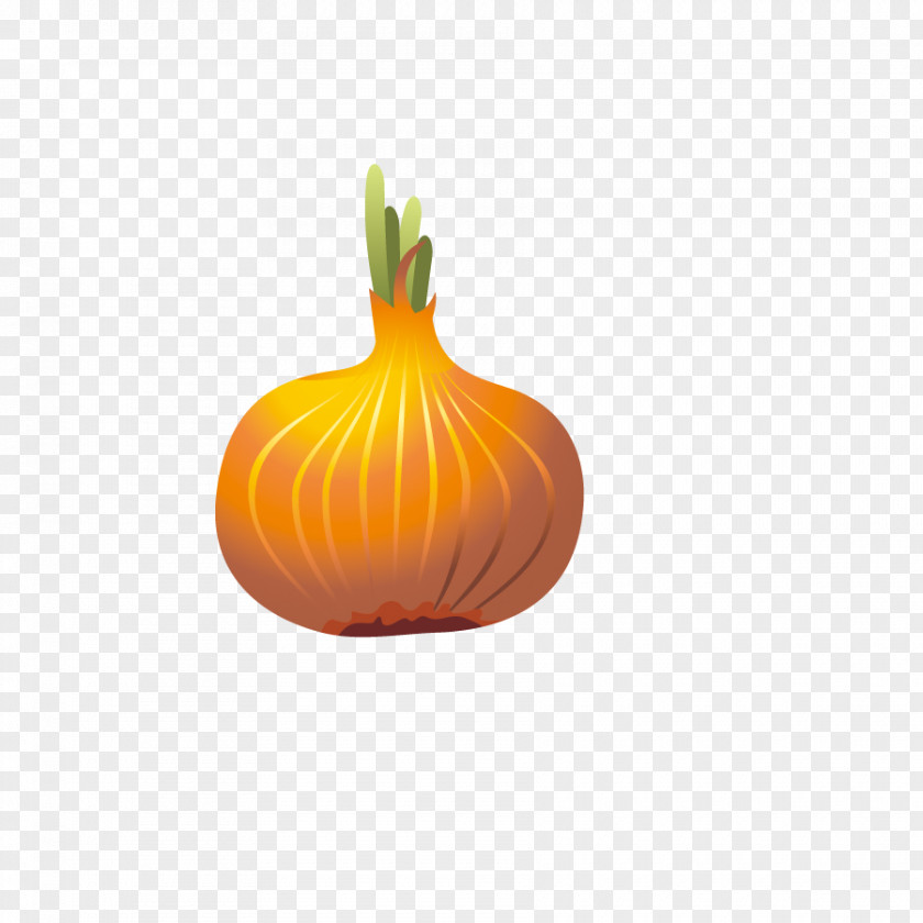 Cartoon Onion Calabaza PNG