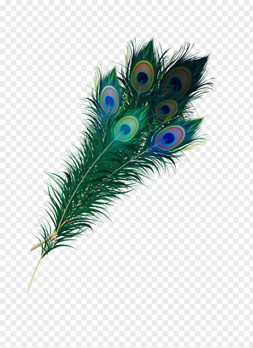 Feather Bird Pavo Quill Asiatic Peafowl PNG