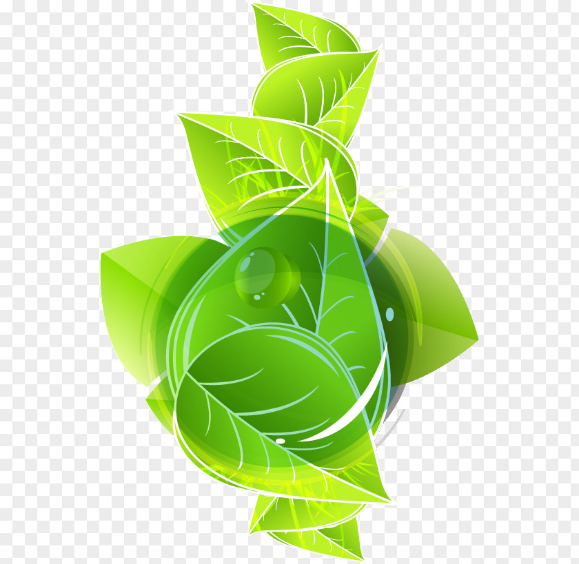 Herbal Medicine Leaf Green Font PNG