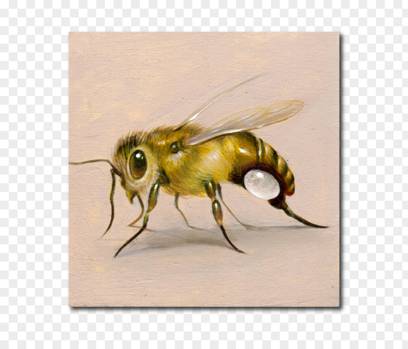 Rock Posters Honey Bee PNG