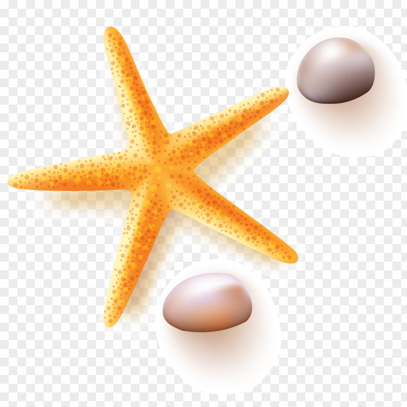 Starfish Pebbles Vector Euclidean Pebble PNG