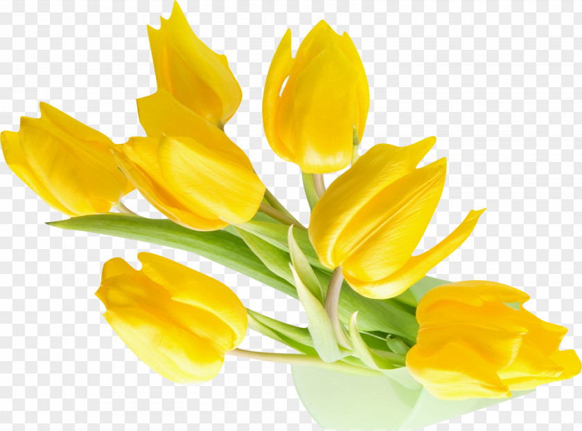 Yellow Background Indira Gandhi Memorial Tulip Garden Flower Desktop Wallpaper PNG