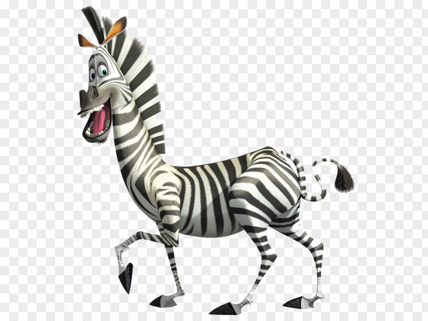 Zebra Marty Madagascar Film Character Desktop Wallpaper PNG