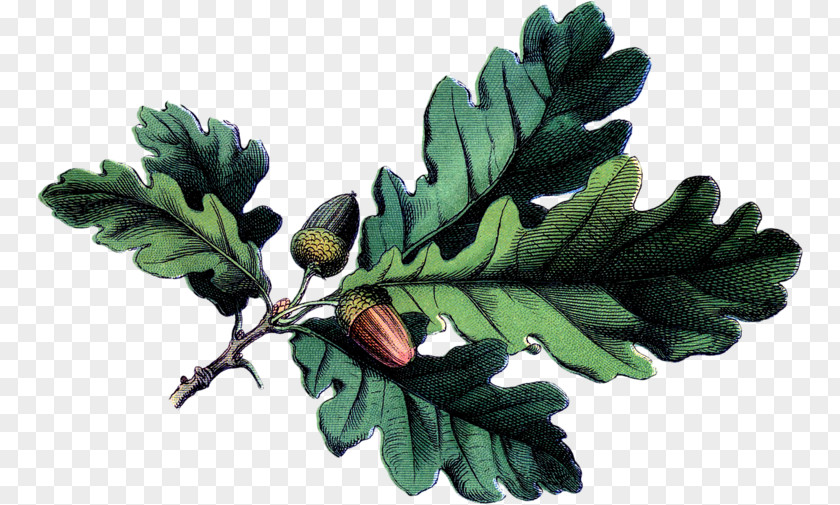 Acorn Botanical Illustration White Oak Botany Leaf PNG