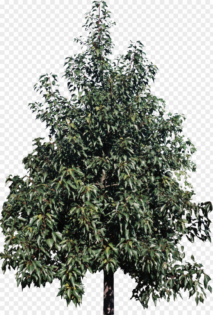 Bush Tree Kurrajong Plant Shrub Catalpa Speciosa PNG