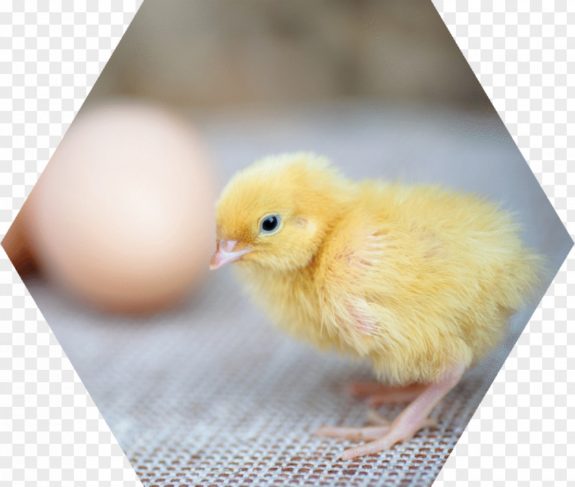 Free-range Eggs Chicken Best Of AWS- Re:Invent 2017 אפרוח Duck PNG