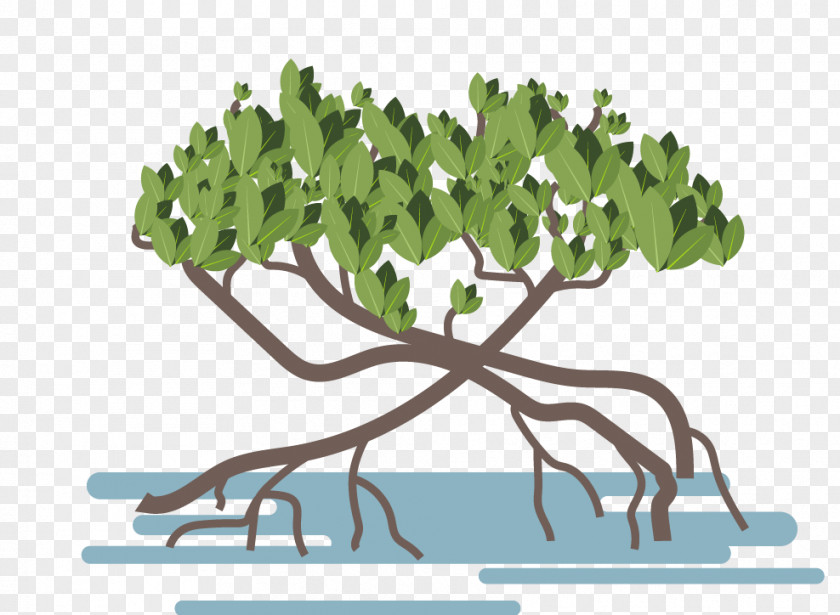 Jungle Plant Mangrove Vector Graphics Image Illustration Tropical Forest PNG