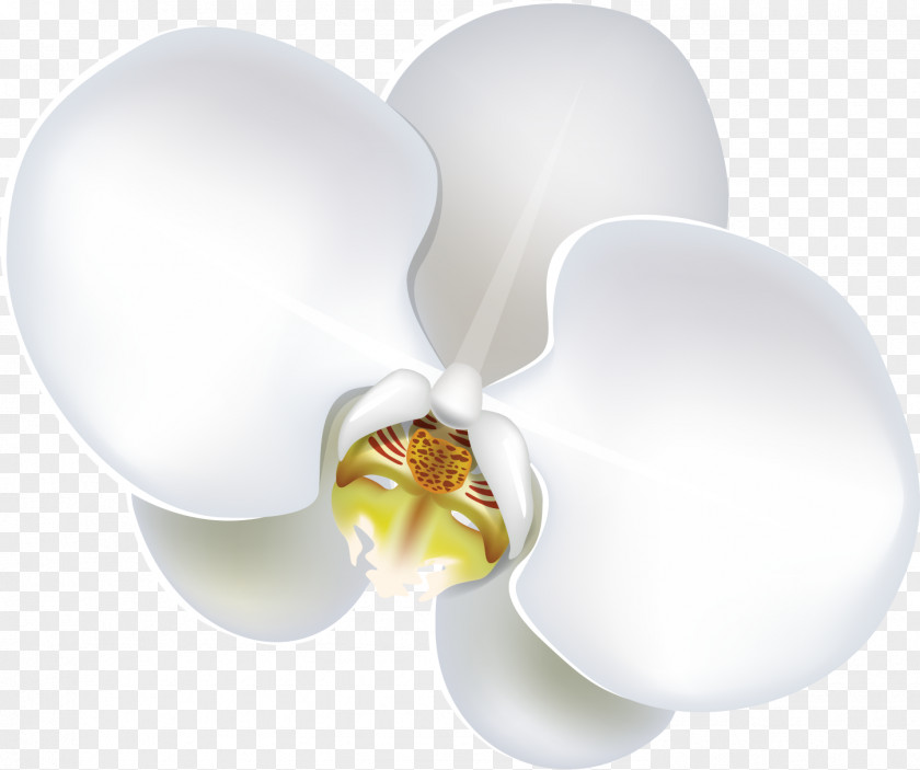 Orchid Flower Moth Orchids Lilium Clip Art PNG