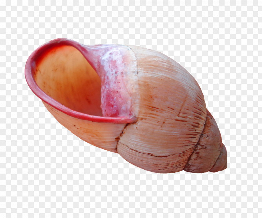 Seashell Molluscs Mollusc Shell Nautilidae Snail PNG