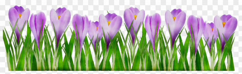 Crocus Desktop Wallpaper Purple Computer Grasses PNG