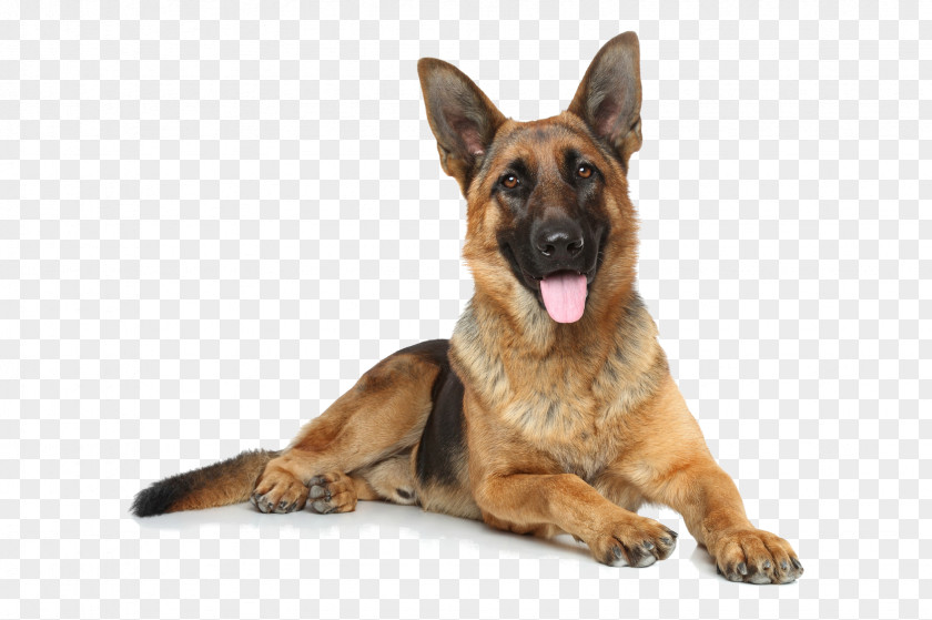 Dogs German Shepherd White Puppy East-European Australian PNG