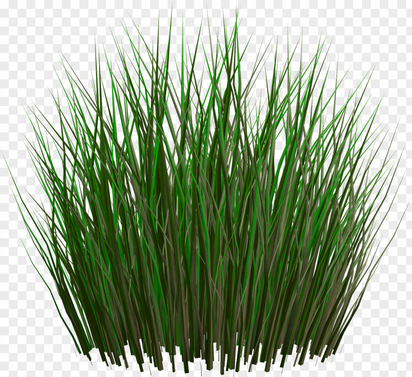 Grass Texture Clip Art Image Grasses Ornamental PNG