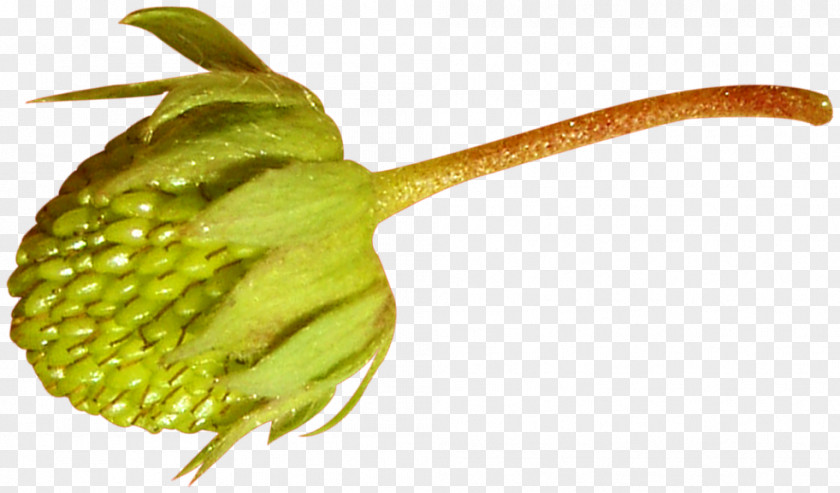 Green Fruit Strawberry Plant Stem Bud PNG