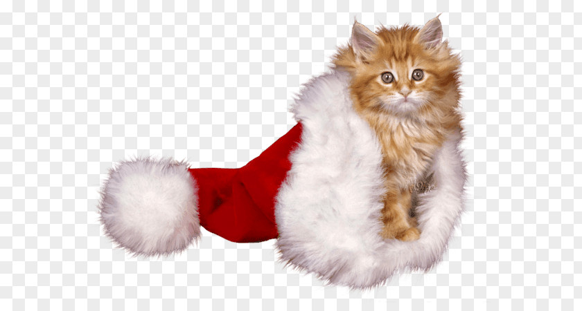 Ocean Trash Kitten Christmas Whiskers Cat Mrs. Claus PNG