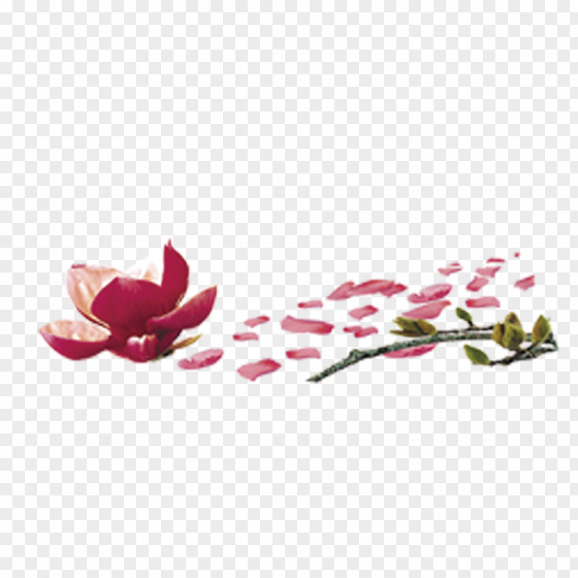 Peach Petals Petal Leaf Flower Deciduous PNG