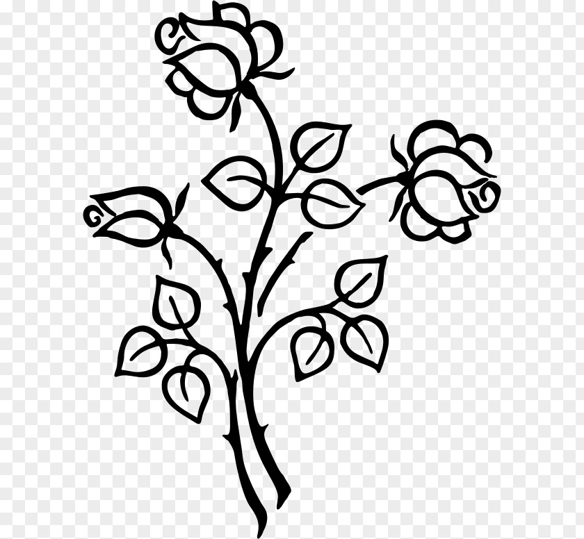 Rose Line Art Drawing Floral Design Clip PNG