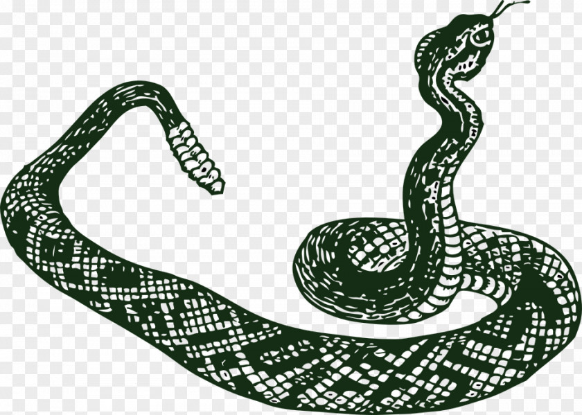 Scaled Reptile Snake Cartoon PNG