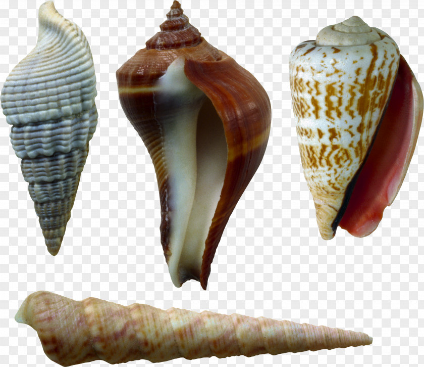 Seashell Image File Formats Lossless Compression PNG