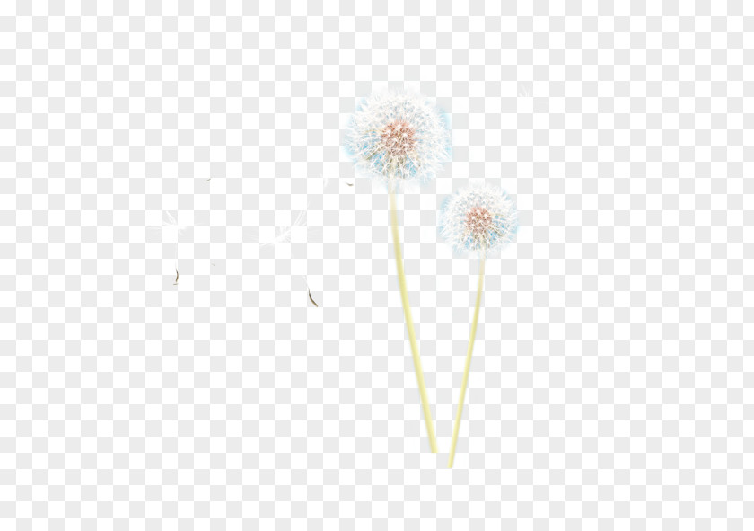 White Dandelion Download Plant PNG