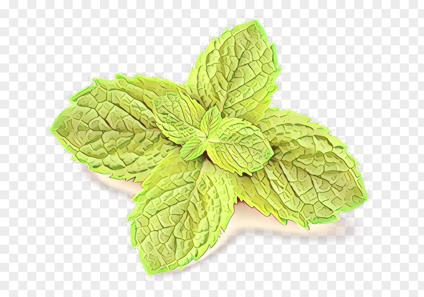 Basil Flowering Plant Leaf Mint Herb Flower PNG