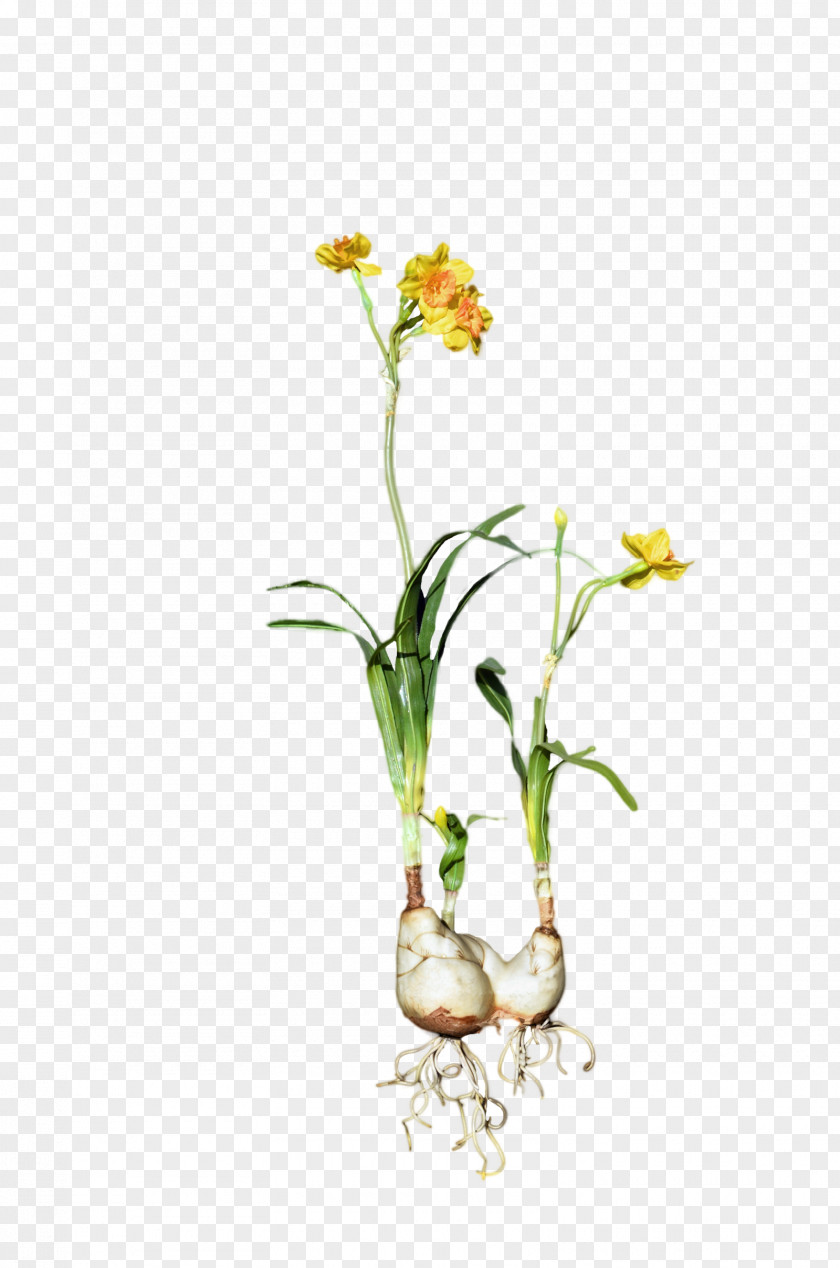 Daffodil Cut Flowers Plant Bulb PNG