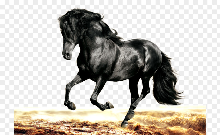 Dark Horse Arabian Morgan Friesian Stallion Black PNG