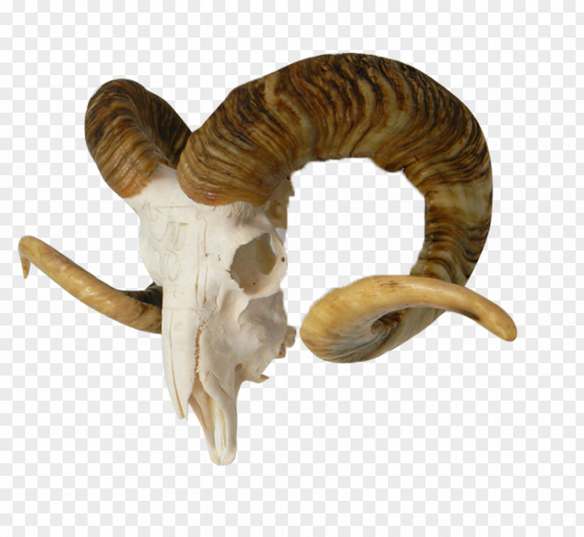 Sheep Head Logo Skull Material Bone PNG