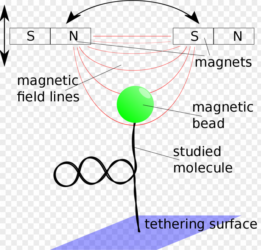 Business Magnetism Magnetic Field Technology Organism PNG