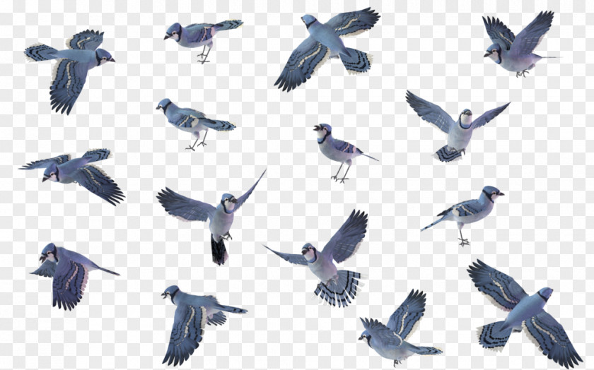 Cartoon Blue Jay Bird Wren House Sparrow PNG