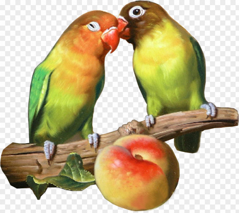 Parrot Lovebird Watercolor Painting PNG